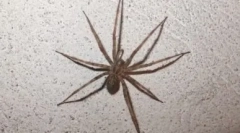 Top 10 legnagyobb pók a világon